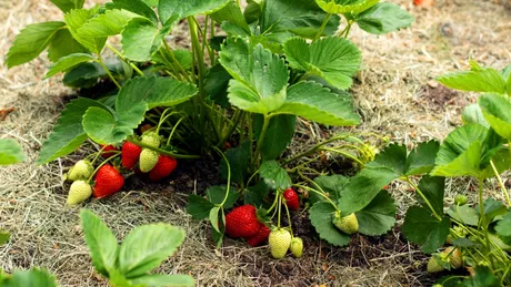 Când se plantează un răsad de căpșuni Cum să îngrijești de acestea pentru a avea parte de o roadă bogată
