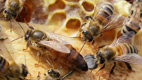 Cât de importantă este matca regina albinelor