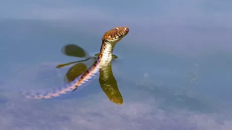 Șarpele de apă o specie protejată de lege în România - FOTO