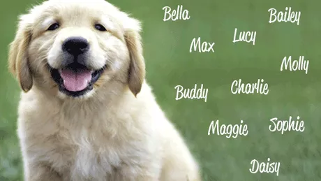 Care sunt cele mai frumoase nume de câini masculi