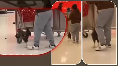 O ieșeancă a făcut senzație pe TikTok cu animalul său de companie Cocoșul plimbat în lesă prin supermarket a întors toate privirile  FOTOVIDEO