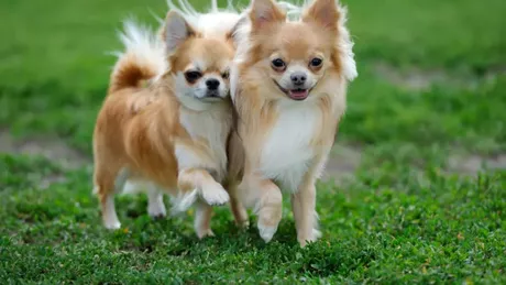Top rase de câini mici. Iată care sunt acestea - FOTO