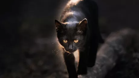 Pisica neagră între adevăr și legendă Aducătoare de noroc în unele culturi