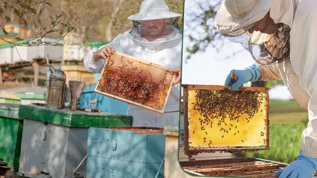 Numărul apicultorilor din Iași înscriși în agricultura ecologică în creștere. Se mai pot depune documentele la Direcția Agricolă