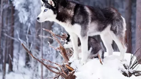 Toate informațiile despre câinele Husky Ce temperament are și cum putem să îl ingrijim - FOTO