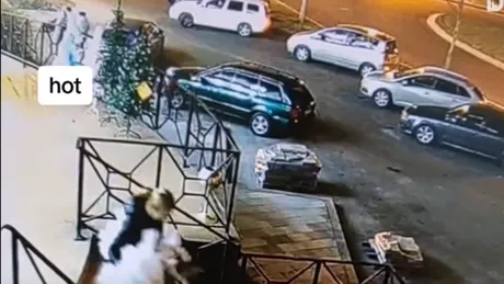 Femeie din Dej prinsă la furat de brazi. Femeia a furat un brad de Crăciun din fața unui magazin