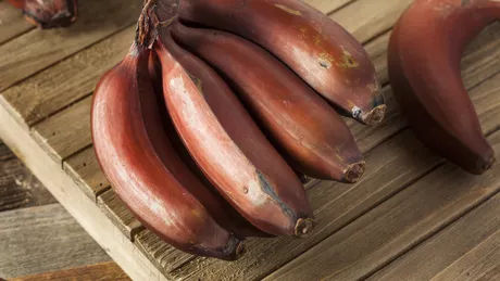 Ce delicii deosebite poți pregăti din banane roșii Rețete ușoare pentru gospodinele începătoare