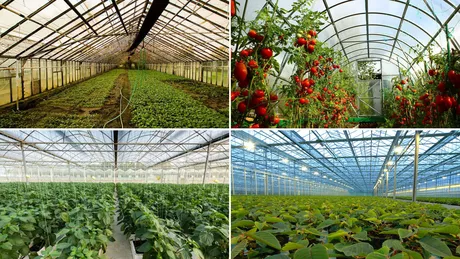 Bani în plus pentru ieșenii care cultivă roșii și usturoi Cererile se depun până pe 19 aprilie 2024