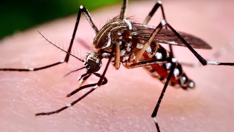Alertă în Italia din cauza febrei Dengue