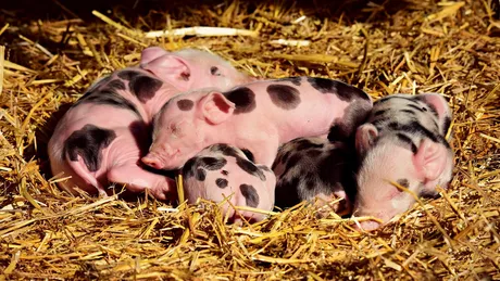 Un startup japonez a produs trei porci clonă. Organele lui pot fi transplantate la oameni