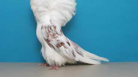 Cele mai extravagante rase de porumbei. Cu ce caracteristici se mândresc