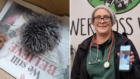 O femeie a dus la veterinar ceva ce credea că e un arici. Medicul i-a dat însă o veste neașteptată Ar fi fost înfricoșător