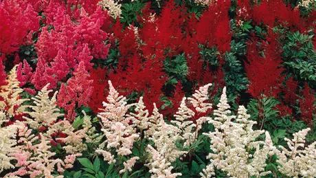 Îngrijire astilbe. O plantă elegantă ce îți poate colora întreaga grădină