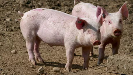 Este alertă de pestă porcină africană în România Orașul în care localnicii au interzis la sacrificat porci în gospodării