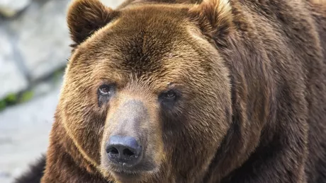 Panică în Ploiești Autoritățile au emis mesaj RO-Alert cu privire la un urs care se plimba azi-nopate pe străzile din oraș
