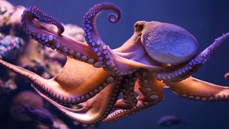 Calamar vs caracatiță. Cum se pot deosebi