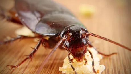 De ce v-au invadat gândacii de umezeală deși casa este curată Cum ajung insectele în casa ta și cum reușesc să trăiască fără hrană