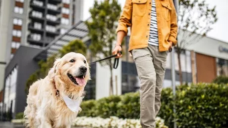 Reguli dure pentru proprietarii de câini. Ce act trebuie să dețină cei care își scot patrupedul la plimbare