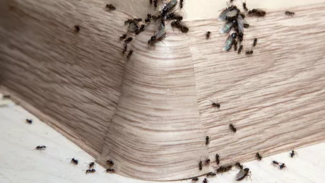 Cea mai bună soluție pentru furnici. Cum putem combate insectele