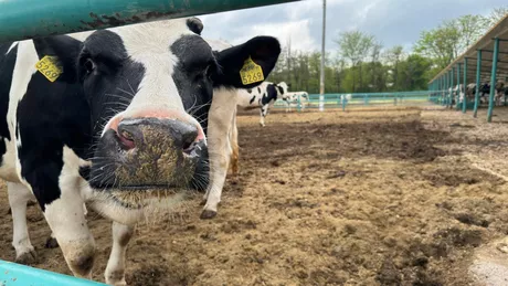 Leonard Stafie specialist în domeniul avicol Este vaca de lapte o prioritate - GALERIE FOTO