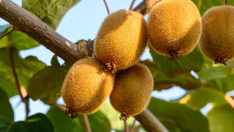 Ce boli vindecă kiwi. Consumul acestui fruct are beneficii imense pentru sănătate