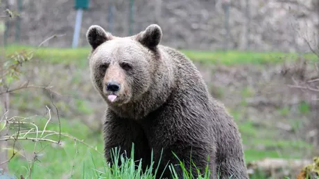Panică în Pitești Un urs a fost observat pe străzile din oraș