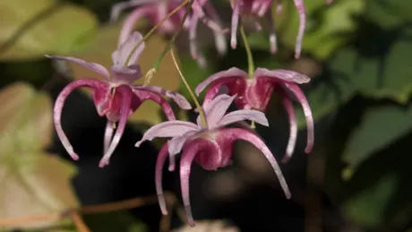 Epimedium planta care bate Viagra