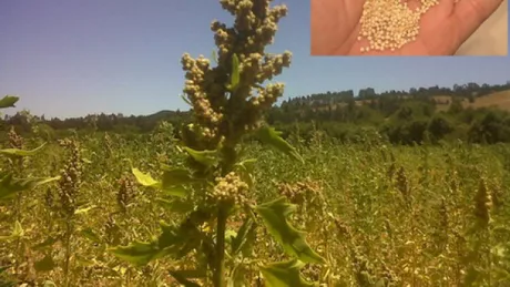 Quinoa o cereala cu 7 beneficii pentru sanatate. Vezi unde o gasesti si cum o prepari