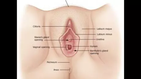 Factorii de risc ai vaginitei
