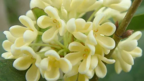 Beneficiile miraculoase ale florilor de Osmanthus
