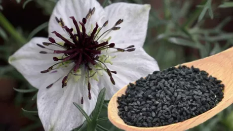 8 beneficii ale semintelor de negrilica
