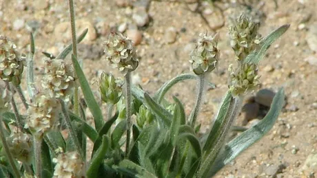 Plantago ovata leac pentru constipatie hemoroizi si fisuri anale