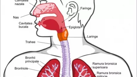 3 metode natuarale de curatare a sistemului respirator