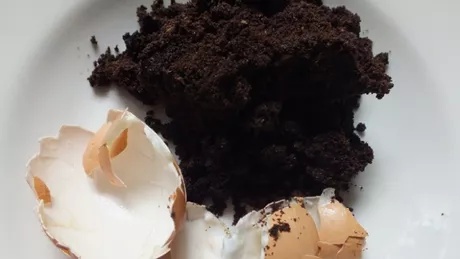 Cum prepari un ingrasamant bio din zat de cafea si coji de oua 