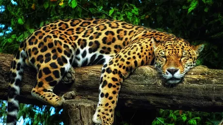 Daca dispare jaguarul dispare si padurea tropicala din Brazilia
