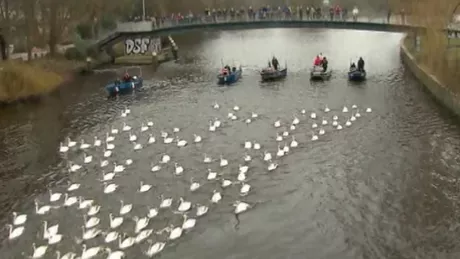 Spectacol pe lacul Alster din Hamburg. 120 de lebede simbol al orasului au vestit sosirea primaverii
