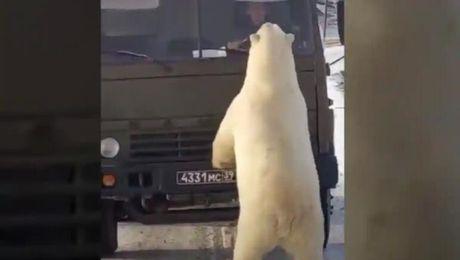 Urs Polar Buna Ziua Iasi Bzi Ro