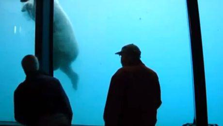 Un Urs A Spart Geamul De Protectie La Gradina Zoologica Din