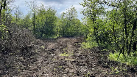 Garda de Mediu Iași a amendat proprietarul pădurii Căprița pentru tăierile ilegale de stejari. Acesta riscă și 5 ani de închisoare pentru distrugerea fondului forestier 8211 FOTO