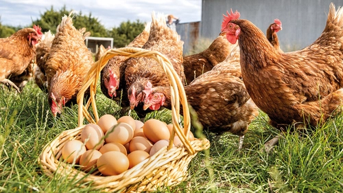 Care sunt cele mai bune rase de găini ouătoare? Iată cum poți crește producția de ouă cu hrana corectă!