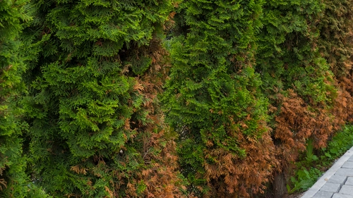 Sarea amară pentru tuia – Secretul unui gard viu verde și sănătos