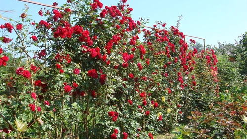 Cum poți planta și îngriji un trandafir cățărător? Această plantă îți va schimba în totalitate aspectul grădinii