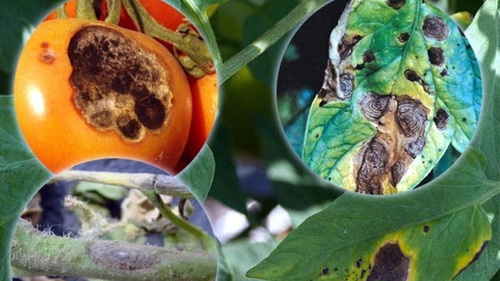 Cum se tratează alternarioza la tomate? Iată cum poți combate bolile roșiilor!