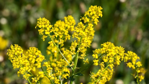 Ce efecte terapeutice au florile de sânziene? Iată ce trebuie să știi!