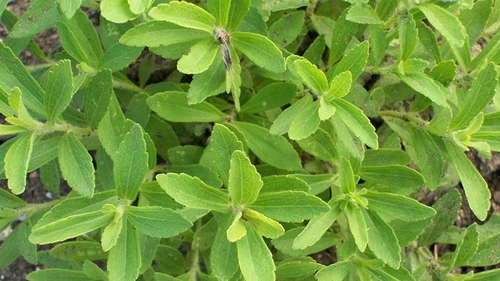 Ștevia rebaudiana – Iată ce trebuie să știi despre această plantă dulce fără calorii