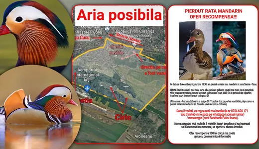 Dispariție ciudată semnalată la Iași. Un rățoi Mandarin a zburat din Țicău și dus a fost Dacă îl vedeți nu vă apropiați mai mult de cinci metri