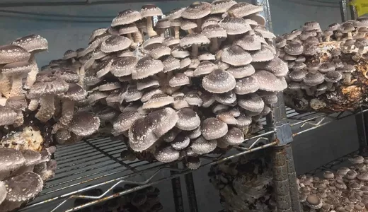 La ce se folosesc ciupercile shiitake Acestea sunt comestibile sau otrăvitoare  