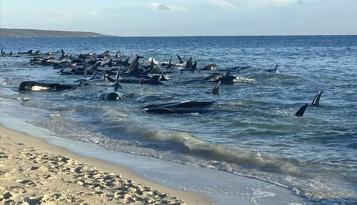 Alertă pe litoral Măsurile luate de autorități după ce peste 140 de balene au eșuat 8211 VIDEO