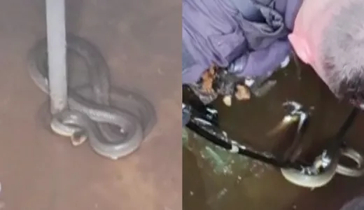 Un șarpe de doi metri a fost găsit într-o stație de pompare a apei Reacția autorităților