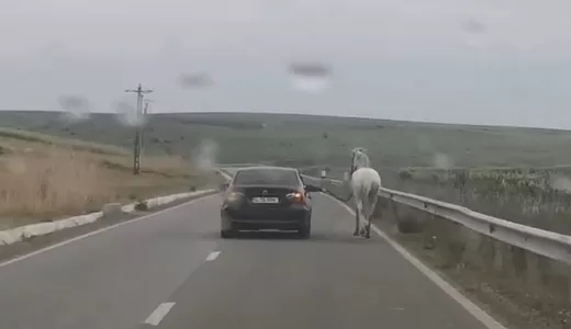 Așa ceva rar ți-e dat să vezi Un cal a fost priponit de un BMW care este condus pe străzile din Iași. Animalul este obligat să țină pasul 8211 VIDEO